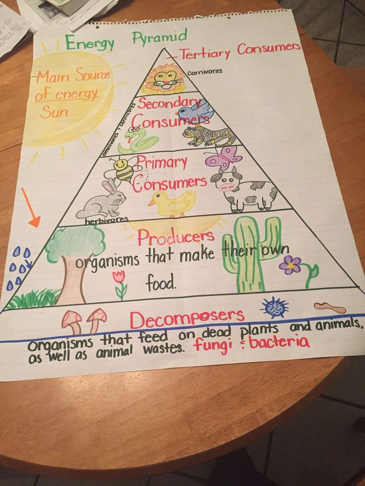 15 Energy Pyramid Worksheet 4Th Grade Teaching Energy 5th Grade