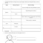 29 Hormones And The Endocrine System Worksheet Answers Worksheet
