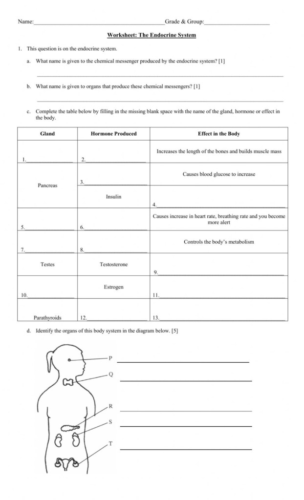 29 Hormones And The Endocrine System Worksheet Answers Worksheet 