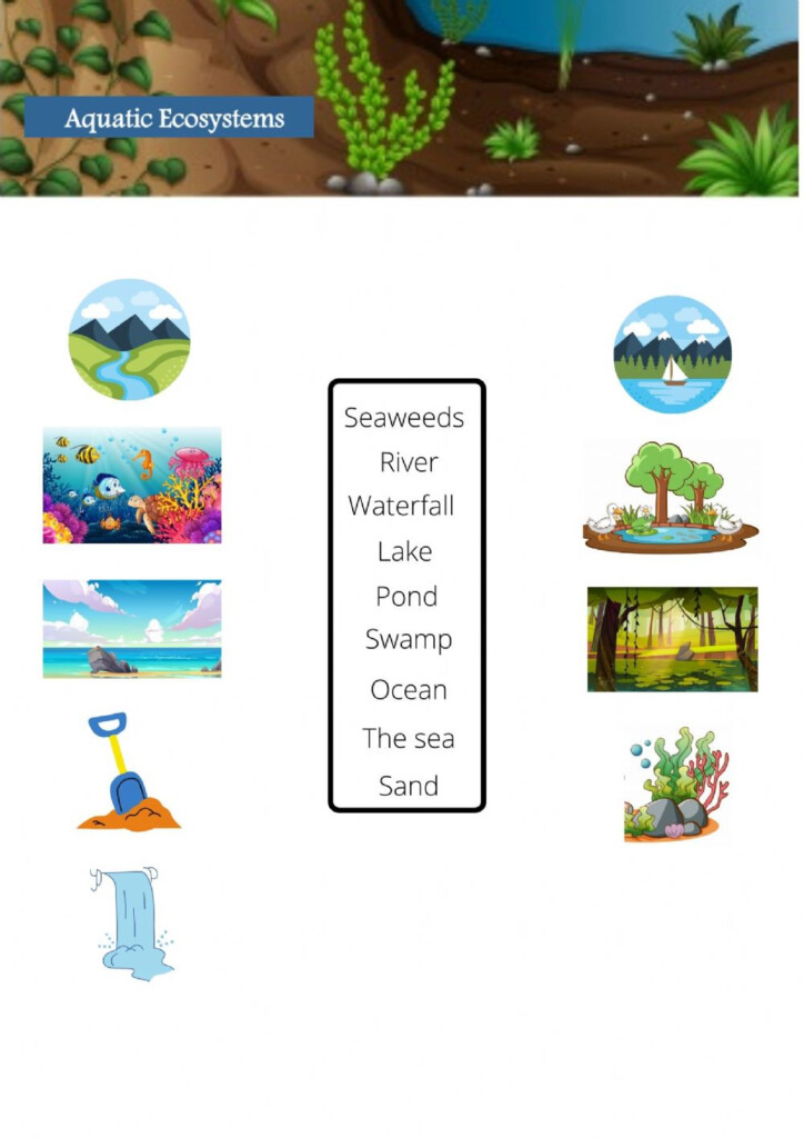 Aquatic Ecosystems Vocabulary Worksheet