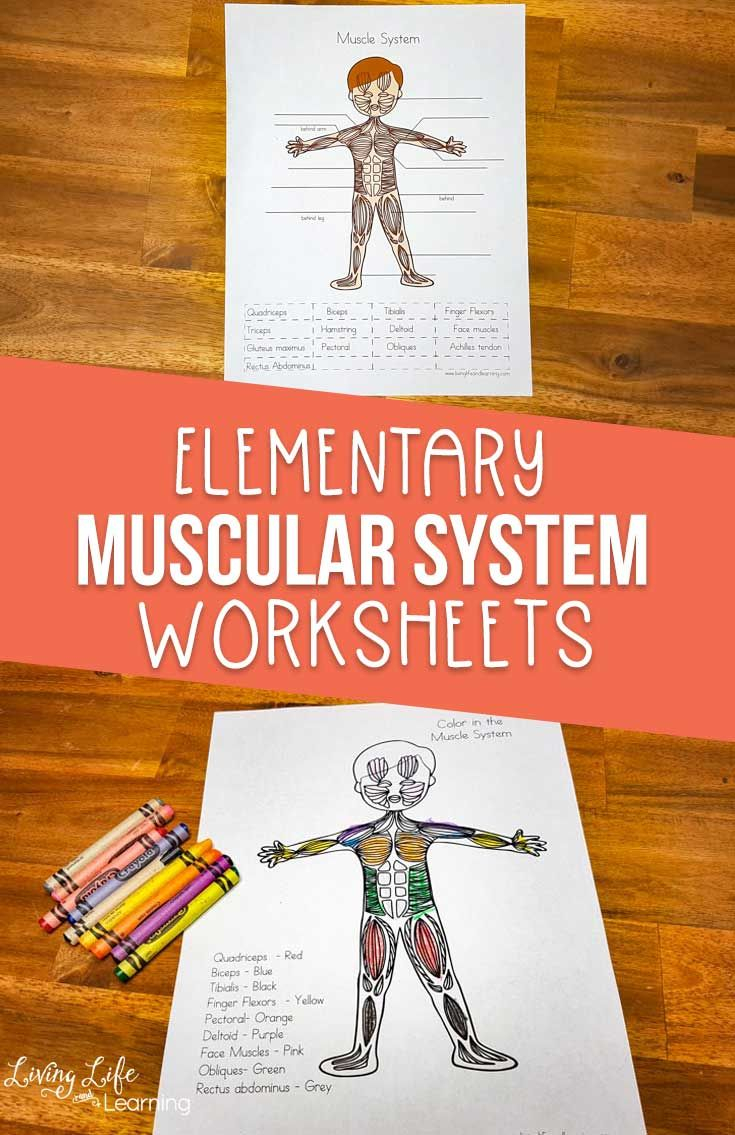 Muscular System Worksheets For Elementary Students Muscular System 