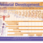 Prenatal Development Anatomical Chart Anatomy Models And Anatomical