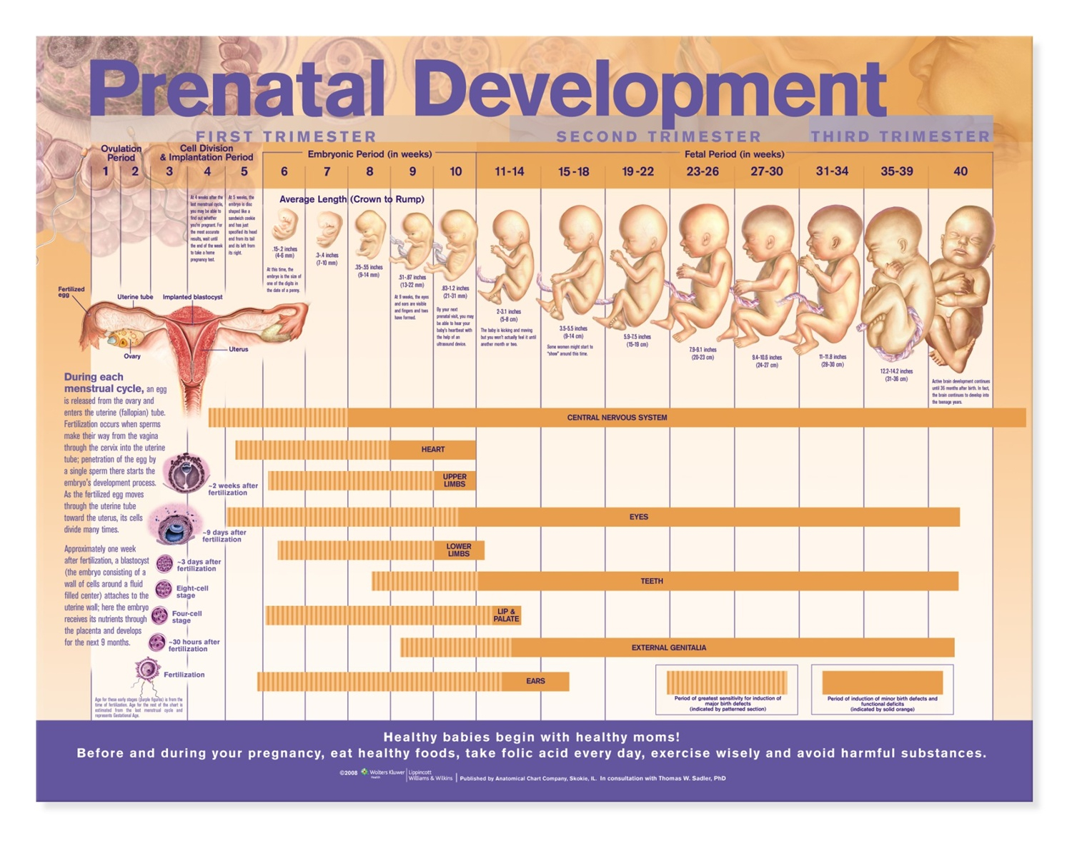 Prenatal Development Anatomical Chart Anatomy Models And Anatomical 