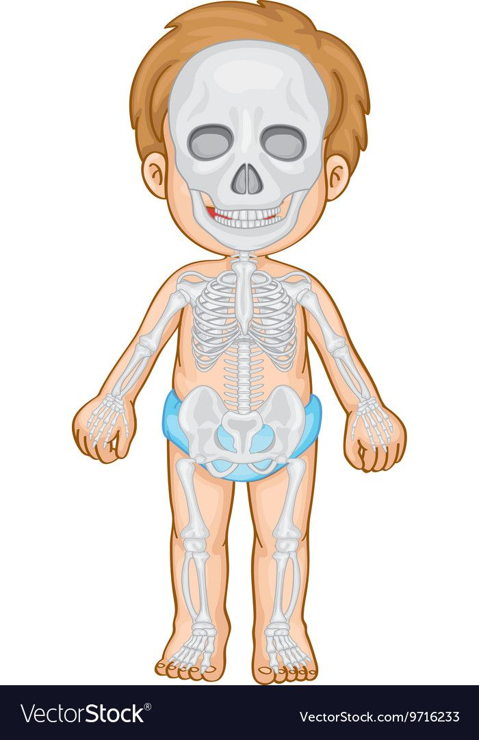 Skeletal System In Human Boy Download A Free Preview Or High Quality 